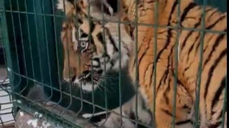 Покалечивший тигренка Гектора вор считает чрезмерно суровым свой приговор