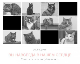 ​ЧП в оренбургском приюте: за одну ночь погибли почти 50 кошек