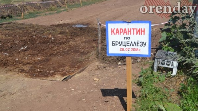 В Октябрьском районе из-за бруцеллеза пустили под нож уже более 400 голов скота В Октябрьском районе из-за бруцеллеза пустили под нож уже более 400 голов скота