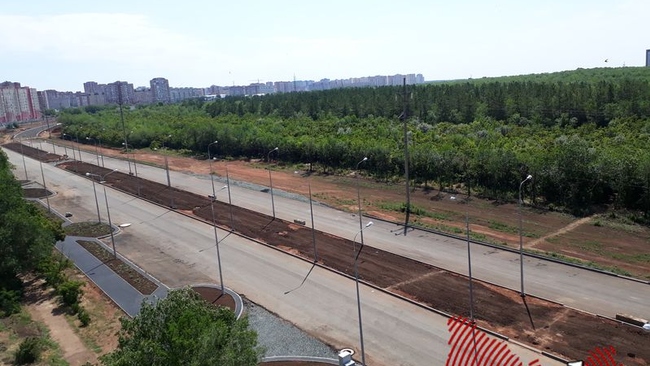 Вырубленные деревья помогают пополнять городскую казну