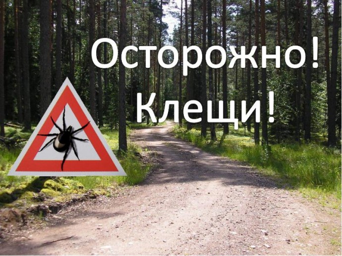 Осторожно: клещи!
