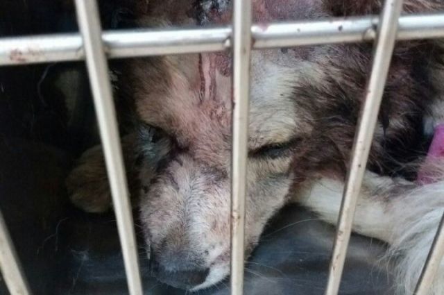 После избиения живодером у Бублика начались проблемы со здоровьем