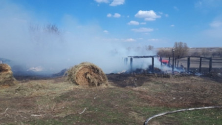 В Бугурусланском районе по вине сельчанина сгорели 13 голов КРС, сено и сараи соседей