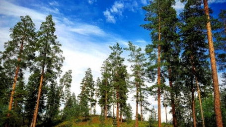 В Бузулуке сотрудница Росреестра незаконно оформила лес в собственность
